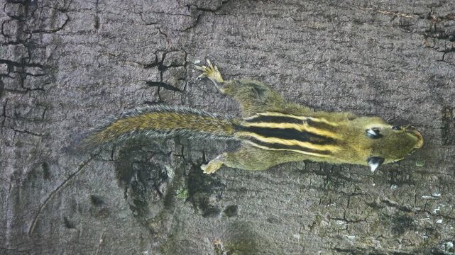 Adorable Striped Squirrel (Tamiops maritimus) Variegated squirrel, Layardi three-striped palm squirrel (Funambulus layardi) inVietnam