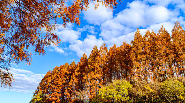 紅葉したメタセコイア
