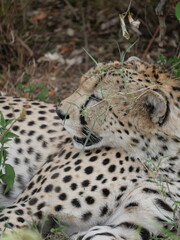 Cheetah in the wilderness  © Annika