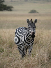 Wild zebra in African savanna grassland © Annika