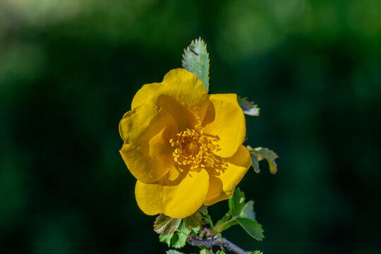 Rosa foetida (Austrian Copper Rose) or Rosa hemisphaerica (Lady's Navel Rose)