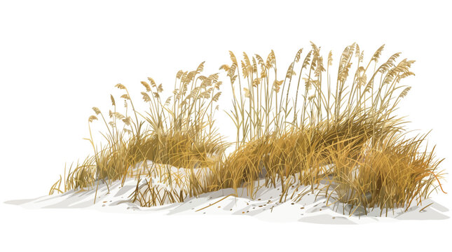 coastal grass, sea oats, beach grass, dune vegetation, coastal restoration, erosion prevention, shoreline protection, natural landscape, environmental conservation, colorful vector, black and white, m