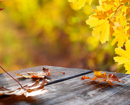 Autumn maple leaves hanging over rustic wooden table with copy space