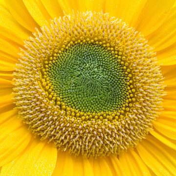 Macro extreme close up of a bright yellow sunflower center pattern