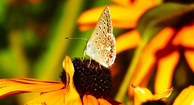Colorful butterfly and big yellow flower in the meadow, insect , butterfly and flower background