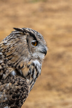 Perched Eagle Owl Portrait With Intense Yellow Eye, Detailed Feathers and Natural Brown Camouflage