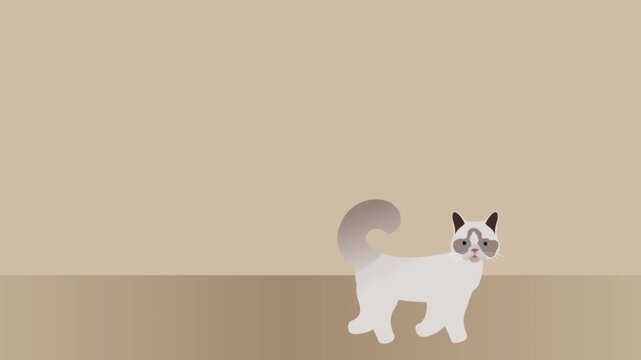 Ragdoll cat walking gracefully across the frame in this minimalist flat vector digital animation motion footage for modern creative projects