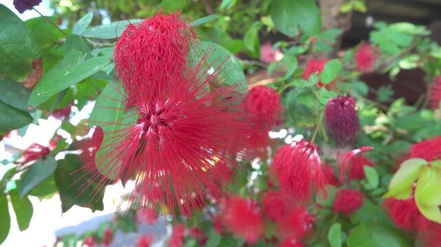 Red powder puff tree calliandra haematocephala in Vietnam