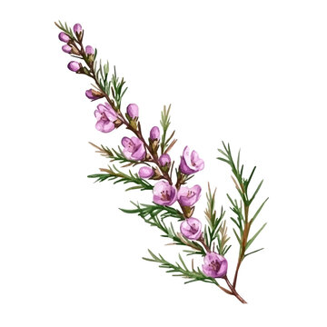 Watercolor illustration vector of Heather Flower Branch, isolated on a clean white background.