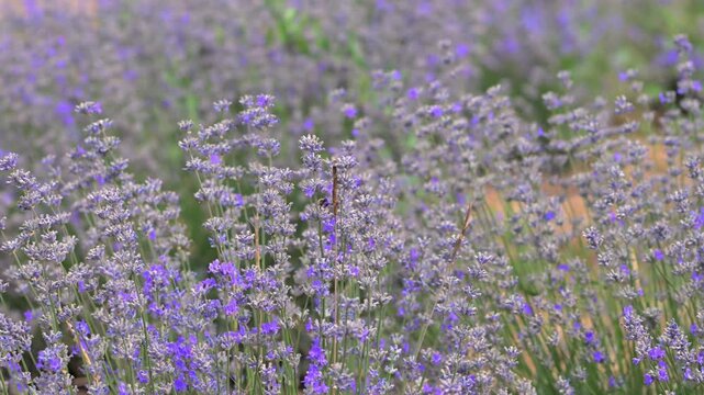 Blooming Lavender Field with Close-Up Purple Flowers. 
Smooth cinematic walk through a blooming lavender field with close-up views of vibrant purple flowers 