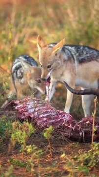 Pack of Black Backed Jackals Eating Meat from Prey Carcass in Wild