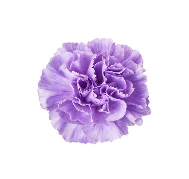 Rosette of purple carnation flower isolated on white or transparent background