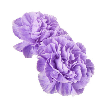 Two purple carnation flowers isolated on white or transparent background. Top view.