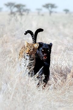 leopard walking in the snow