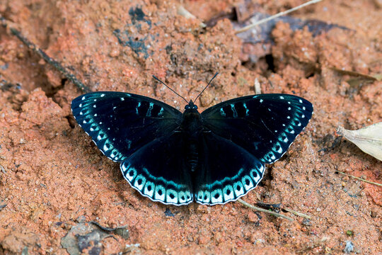 A Popinjay - Stibochiona nicea in Laos, Asia.