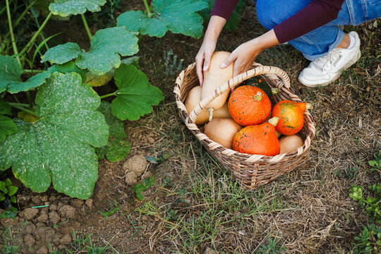 Female farmer picking up organic pumpkins from vegetable garden - Caucasian woman working outdoor during fall season - Small business and autumn lifestyle concept - Focus on hands - UGC content