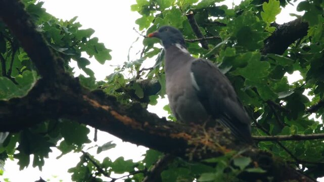 Pigeon in elderberry tree bright sunlight