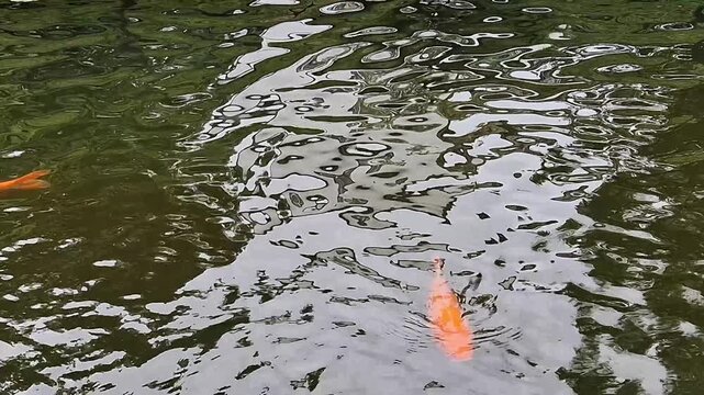 Orange and white koi carps gracefully swimming in a tranquil garden pond, their vibrant colors reflecting in the rippling water amidst floating green lotus leaves