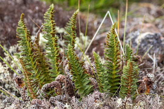 Fragrant wood fern Dryopteris fragrans growing in arctic tundra. Rare circumboreal rock fern, Chukotka, Russia