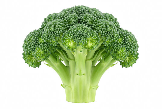 Single Fresh Green Broccoli Head Isolated on Dark Contrast