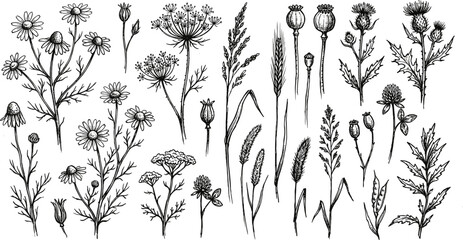 Fototapeta premium Vintage Botanical Wildflowers and Wheat Engraving Illustration Set