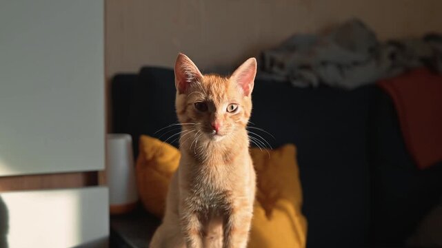 A cat stands on a table with its front paws resting on the edge. The setting includes colorful pillows and sunlight streaming through a window