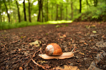Close-up of a snail crawling on a damp forest path in autumn © SebVoj