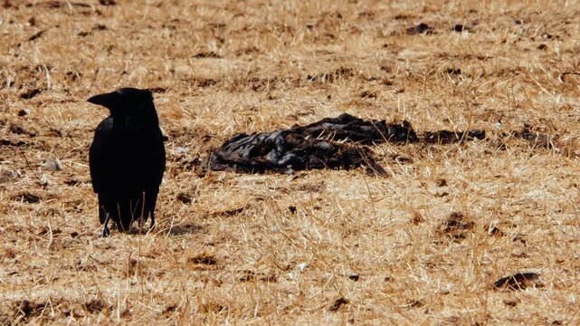 crow, cowpat and dry grass in drought conditions