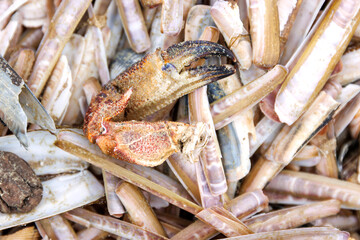 Detached crab claw among razor clam shells on North Sea beach   © Dina