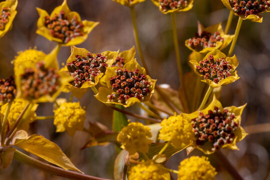 Macro of Bupleurum aureum ssp. porfirii ripening seeds. Porfiry's golden hare's ear endemic plant capsules, Tuva, Russia
