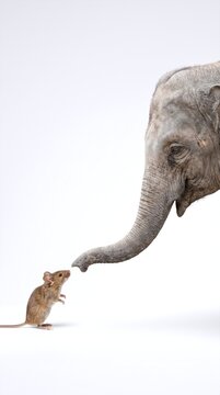 A large elephant and a tiny mouse interacting face to face on a seamless white background.