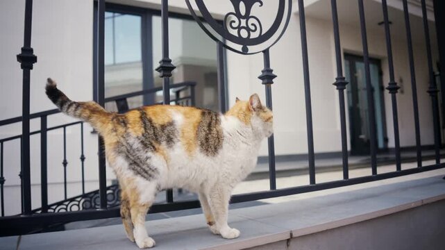 Tricolor calico cat walking along metal fence outdoors.