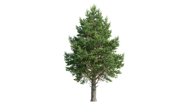 Tall pine tree isolated on white background for architecture design