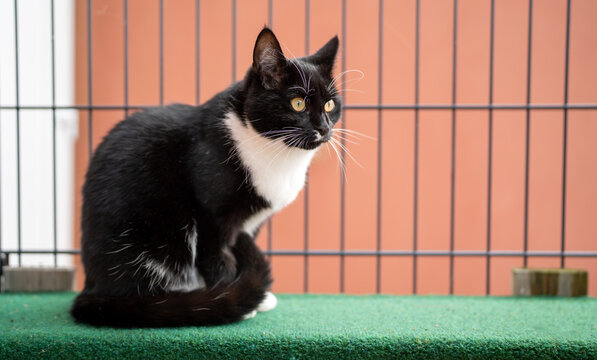 Schwarz-wei&szlig;e Tuxedo-Katze sitzt ruhig auf einem gr&uuml;nen Brett neben einem Drahtzaun und blickt aufmerksam mit gelben Augen vor einem warmen orangefarbenen Hintergrund