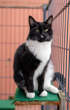 Schwarz-wei&szlig;e Tuxedo-Katze sitzt auf einer kleinen Sitzstange hinter einem Drahtzaun und blickt aufmerksam mit gelben Augen
