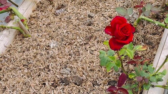 red rose in the garden