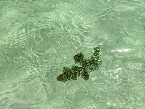 Close-up of vibrant green aquatic plant (seaweed) floating on a clear, emerald green water surface. The water has natural ripples and sun refractions, creating a beautiful and refreshing texture backg