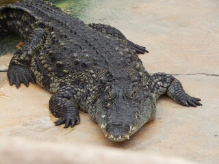 Fototapeta premium Crocodile allongé au sol vu de face