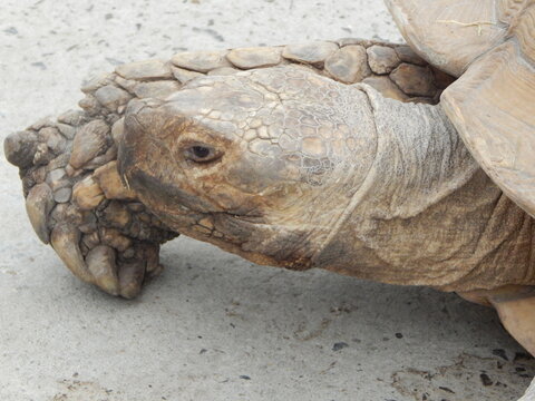 Gros plan d&rsquo;une tortue terrestre et de sa patte &eacute;cailleuse