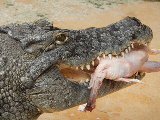 Fototapeta premium Crocodile tenant un poulet dans sa gueule pendant son repas