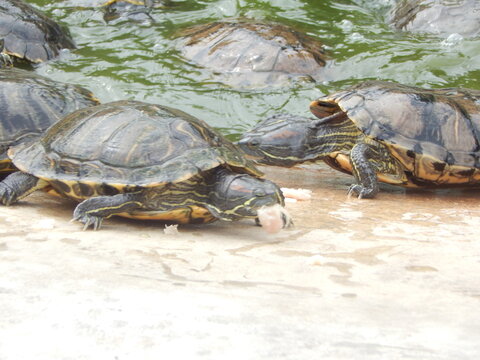 Tortues de Floride regroup&eacute;es au bord de l&rsquo;eau pendant leur repas