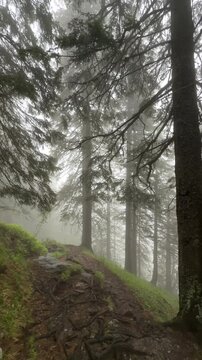 Dense atmospheric fog moving through tall evergreen pine trees in a moody mountain forest wilderness on a foggy rainy day with scenic mysterious vibe. 4K vertical video.