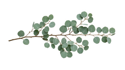Fresh silver dollar eucalyptus branch with green round leaves isolated element transparent PNG cutout for botanical design © creativestock