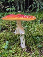 red mushroom in the forest © Laas