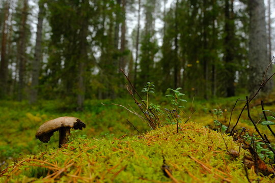 Seta en el bosque