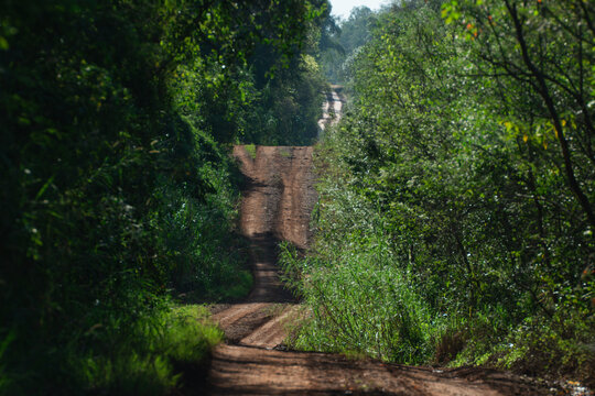 Camino selv&aacute;tico en el litoral argentino, camino de tierra colorada con curvas cruzando por el medio de la selva, selva tropical