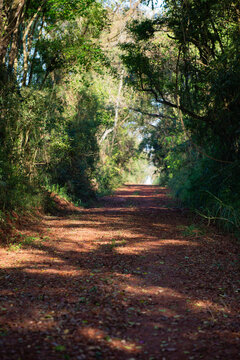Camino selv&aacute;tico en el litoral argentino, camino de tierra colorada con curvas cruzando por el medio de la selva, selva tropical