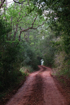 Camino selv&aacute;tico en el litoral argentino, camino de tierra colorada con curvas cruzando por el medio de la selva, selva tropical