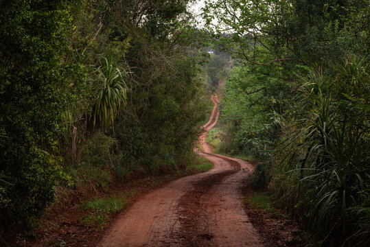 Camino selv&aacute;tico en el litoral argentino, camino de tierra colorada con curvas cruzando por el medio de la selva, selva tropical