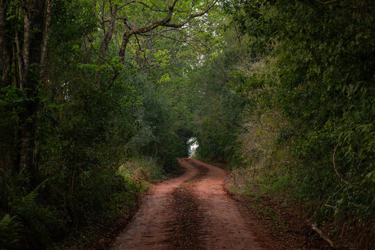 Camino selv&aacute;tico en el litoral argentino, camino de tierra colorada con curvas cruzando por el medio de la selva, selva tropical